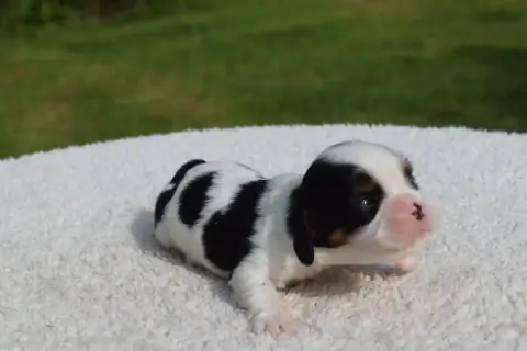 Cavalier King Charles Spaniel  B....... photo 3