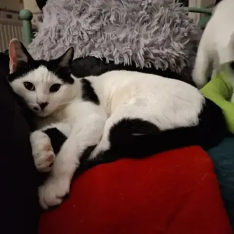 Bob À Adopter