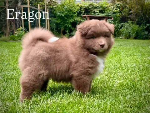 Chien Finnois De Laponie  Brisingr Eragon Norhowynn 7e7b3