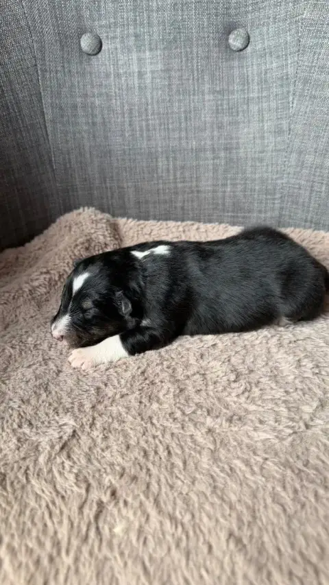 Shetland Sheepdog  Chiot 3 Du Banc Des Hermelles