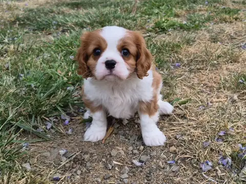 Cavalier King Charles Spaniel  Brioche De Paline photo 2