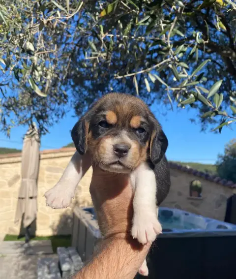 Beagle  Bahia De Marcoutel