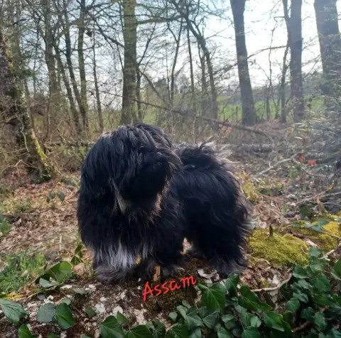 Lhassa Apso  Assam De La Cure Des Maprelles