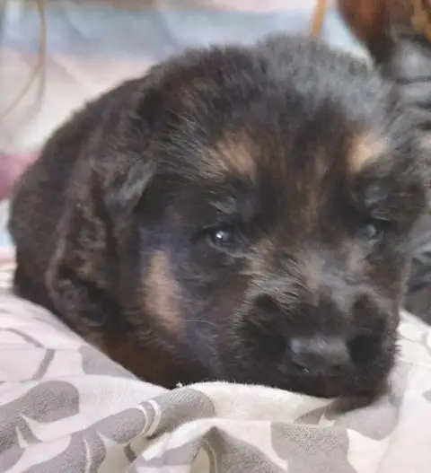 Berger Allemand  Boy Du Fort De Plappeville