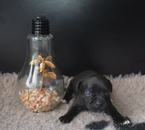 Staffordshire Bull Terrier photo 2