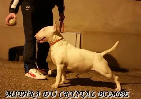 Bull Terrier  Chiot 2 Des Minis De Ryosie photo 3
