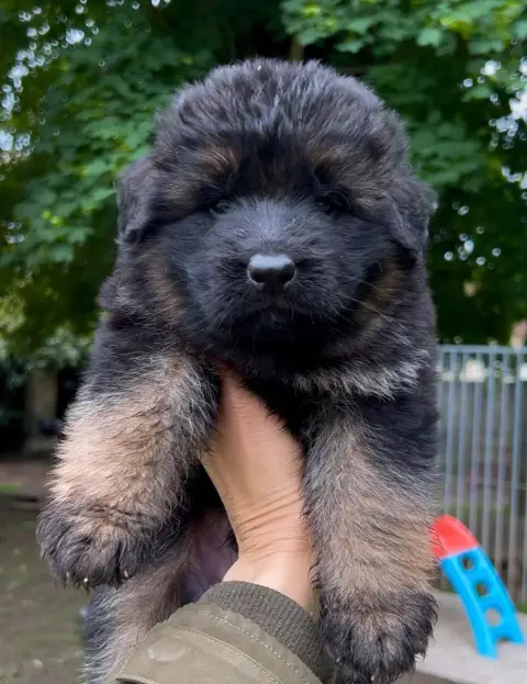 Berger Allemand  Male Poil Long I Von Haus Kenzy