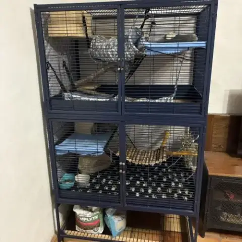 2 Chinchilla + Cage + Accessoires À Vendre