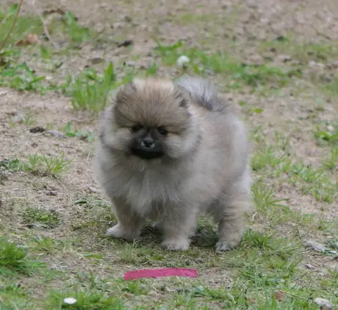 Spitz Allemand  Chiot Rose Des Brimbelles photo 2