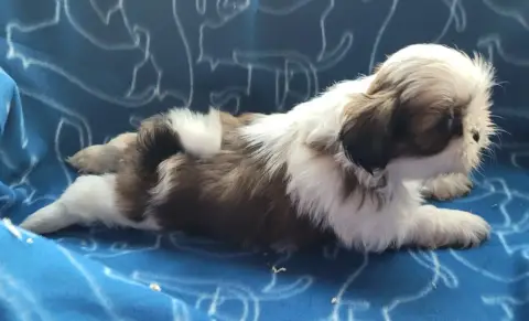 Shih Tzu photo 2