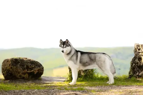 Siberian Husky photo 3