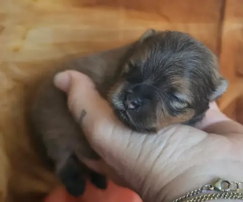 Spitz Allemand  Bellatrix Alias Belli Des Amours De C 33e87