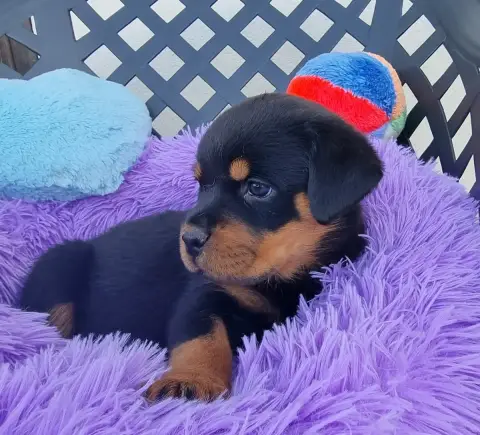 Rottweiler  Bichette De L'Arbre Des Batailles photo 3
