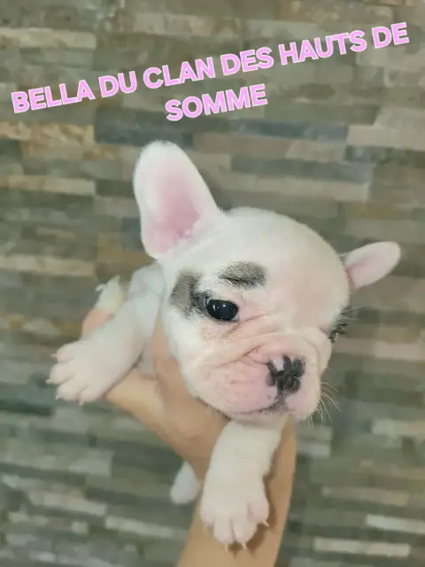 Bouledogue Français  Bella Du Clan Des Hauts De Somme 40c08