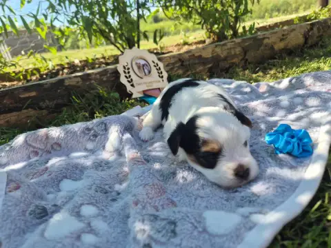 Biewer Terrier  Bleu Black Of Angels Life photo 3