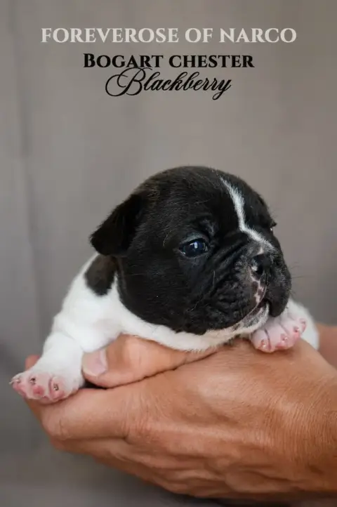Bouledogue Français  Bogart Chester Blackberry Foreve 3680d