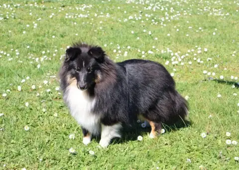 Shetland Sheepdog  Aïvy Kyubi Sheperds photo 2