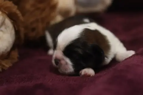 Shih Tzu  Bichon De La Ferme Des Mottes photo 3