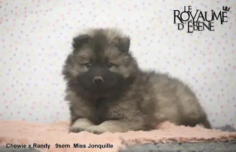 Eurasier  Jonquille Du Royaume D'Ebène
