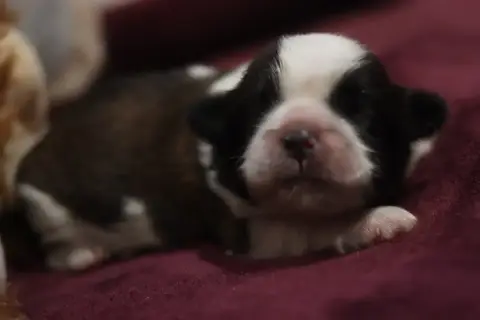 Shih Tzu  Bichon De La Ferme Des Mottes