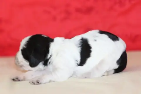 English Springer Spaniel photo 2