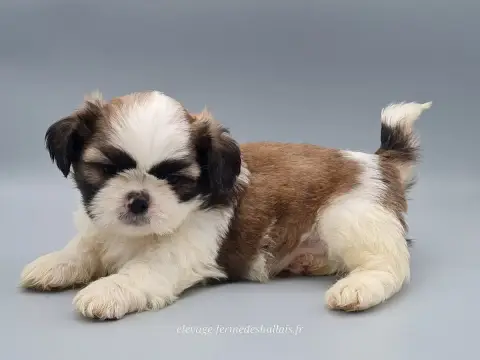 Shih Tzu  Bunny Du Mont De La Chenaie photo 3