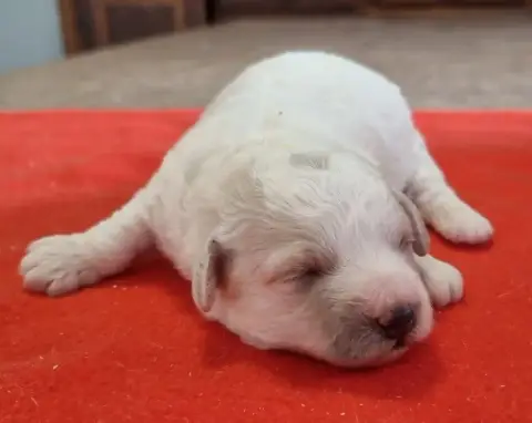 Bichon Frise  Chiot N°3 Des Hirondelles Du Voyage photo 3