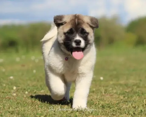 Akita Americain  Be My Princess Des Gardiens De La Ci ca613