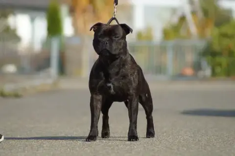 Staffordshire Bull Terrier  Athena Des Guerriers D'Am f89f7 photo 2