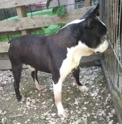 Boston Terrier  Chiot 3 photo 2