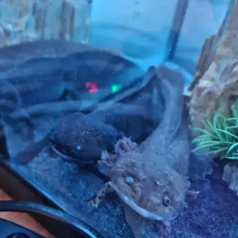 Couple Axos