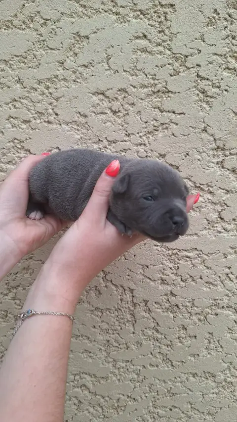 Staffordshire Bull Terrier  Chiot W1 Woody'S Original 9d048