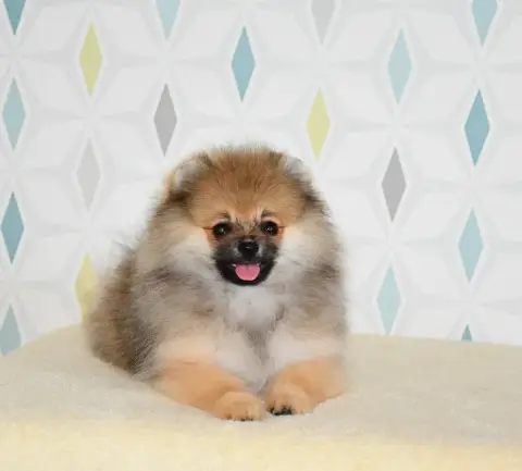 Spitz Allemand  Be My Honey Baby Of Lovely Tim