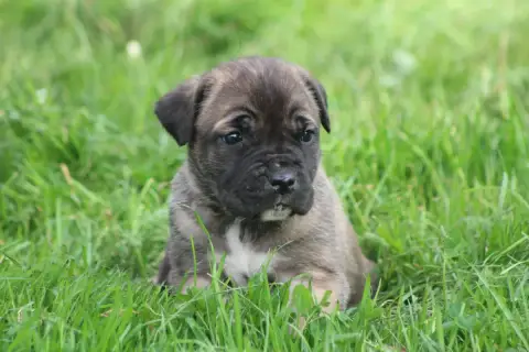 Cane Corso  Chiot N°9 photo 3