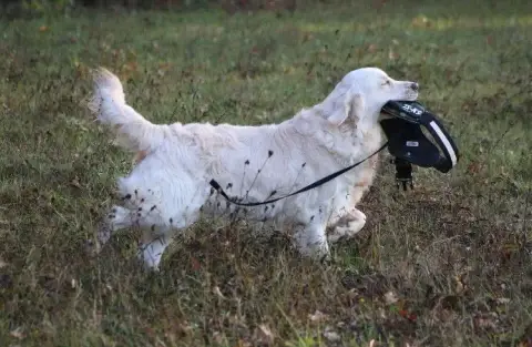Golden Retriever  B.. Collier Noir Des Gardiennes De  12237 photo 3