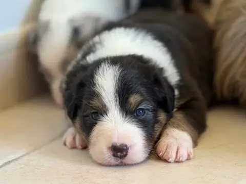 Berger Australien  Chiot 2 Au Royaume Des Jolies Perl c972b