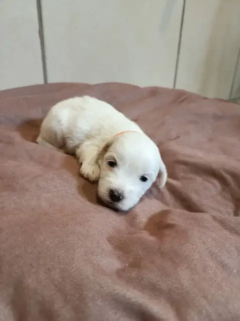Coton De Tulear  Orange Du Haut De Champfleury