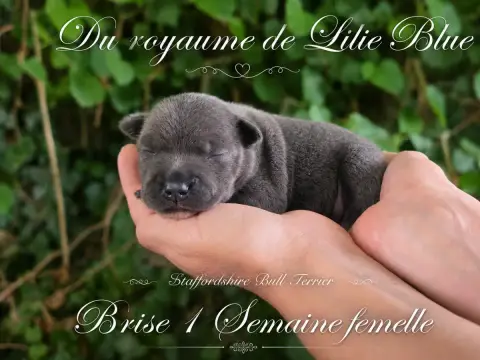 Staffordshire Bull Terrier  Brise Du Royaume De Baby  58ee9