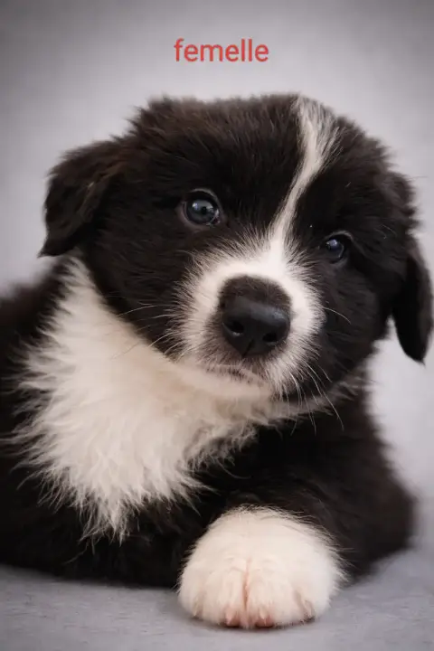 Berger Australien  Chiot 4 photo 3
