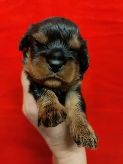 Cavalier King Charles Spaniel  Chiot N°2 Du Souvenir  5b3ee