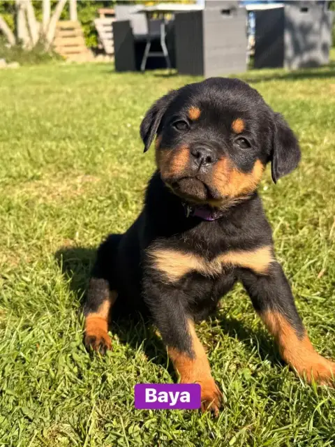 Rottweiler  Baya Des Gardiens Du Mur De Glace