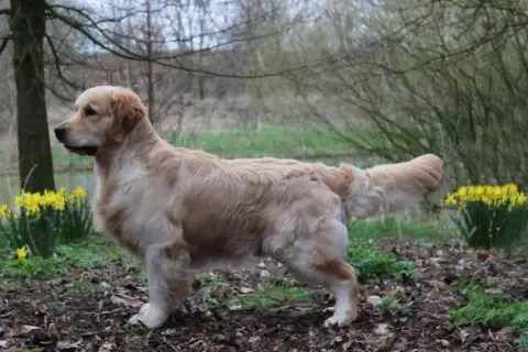 Golden Retriever  Goldheaven Gold Heaven photo 2