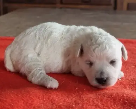 Bichon Frise  Chiot N°2 Des Hirondelles Du Voyage photo 2