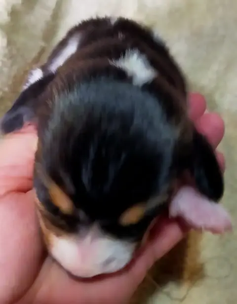 Basset Artesien Normand  Chiot N°8 Des Terres Du Doux 0c20d