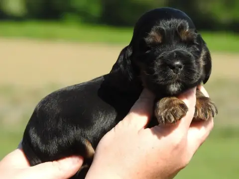 Cocker Spaniel Anglais  Mâle Noir Et Feu Du Clos De L 1ad61