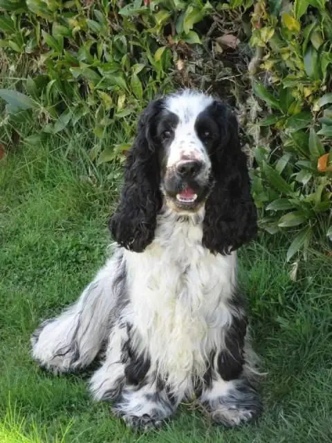 Cocker Spaniel Anglais photo 3