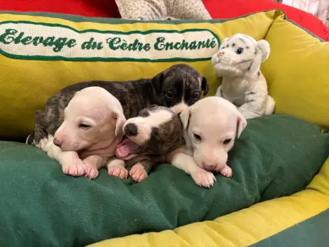 Whippet  Blubell Du Cèdre Enchanté