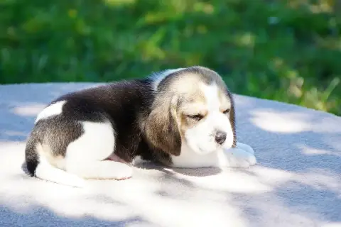 Beagle  Chiot N°1 Forgiveness American Dog photo 3