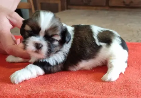 Shih Tzu  Chiot N°4 Des Hirondelles Du Voyage