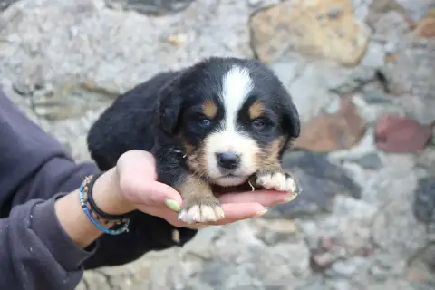Bouvier Bernois  Chiot 7 De La Vallée De L'Hyrome